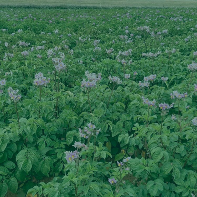 Lago Budi Oraganica Granja