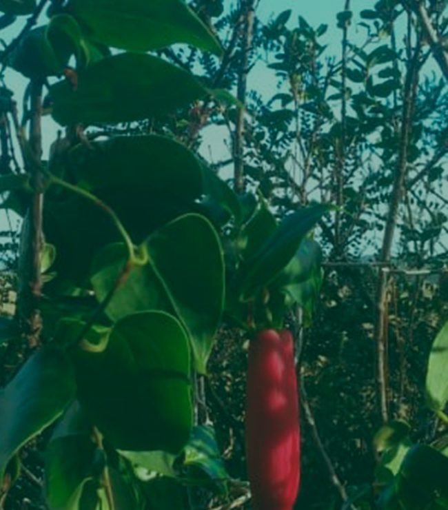 Lago Budi naturaleza